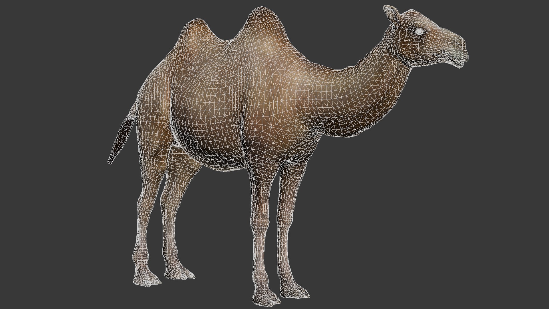 3D camel https://p.turbosquid.com/ts-thumb/Zr/4vPko5/3N/12/jpg/1705148971/1920x1080/fit_q87/19fc969701386d1155c1418fd7def7de4e7b0582/12.jpg