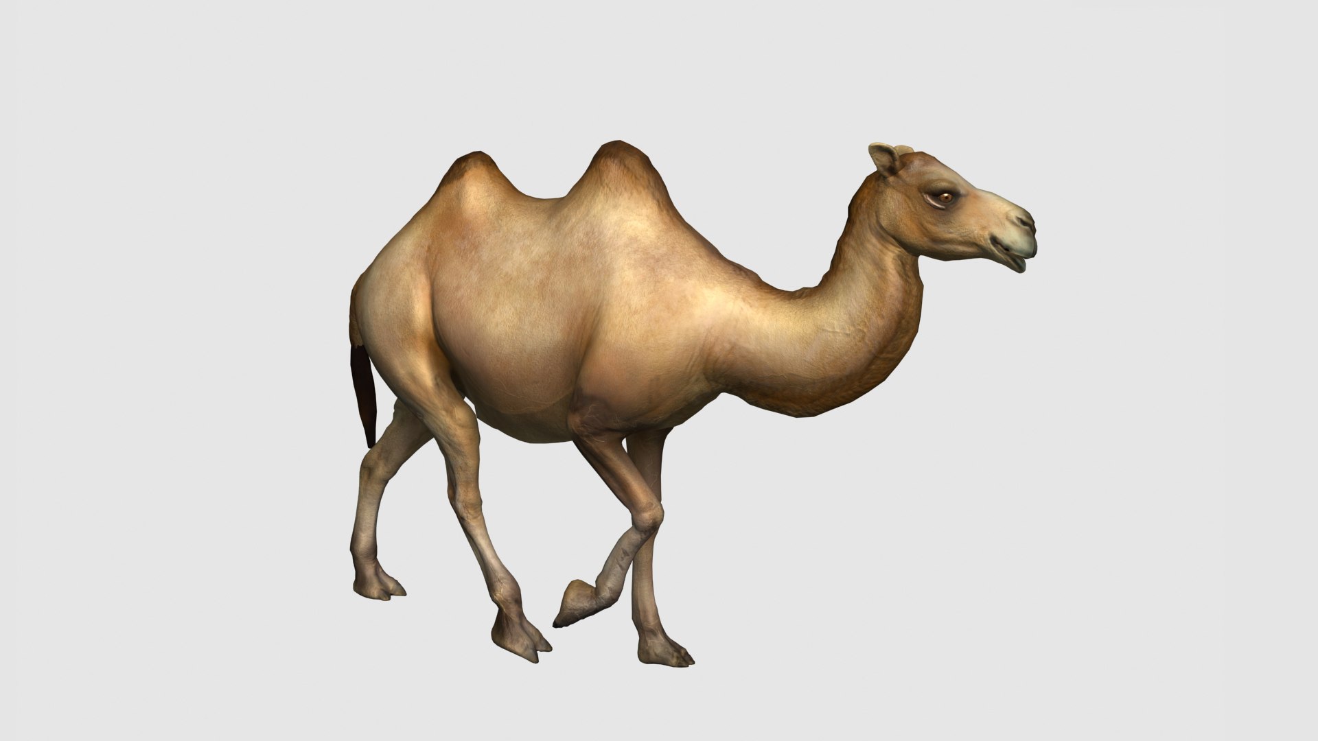 3D camel https://p.turbosquid.com/ts-thumb/Zr/4vPko5/AZ/z08/jpg/1705148975/1920x1080/fit_q87/6260f4fe4725fadfa993fa705862a9dbca583ce9/z08.jpg