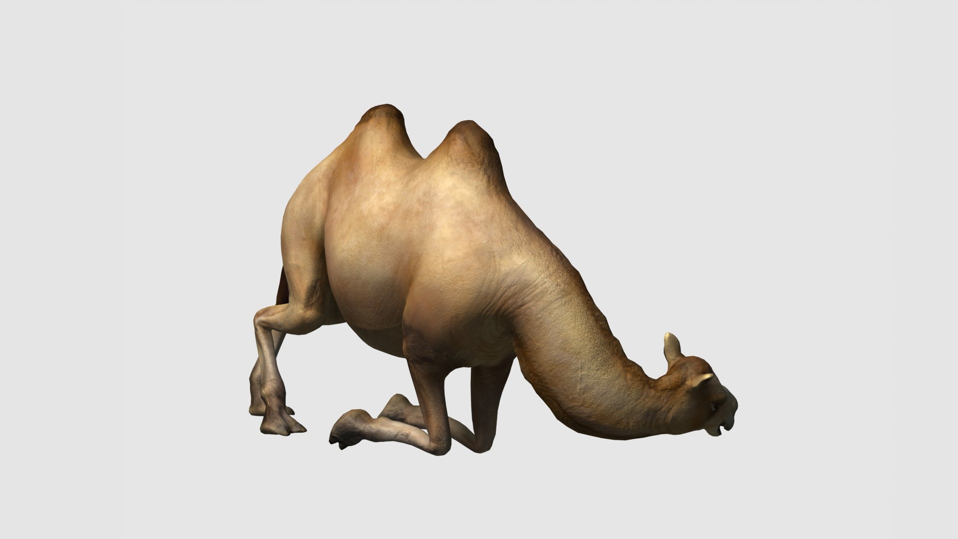 3D camel https://p.turbosquid.com/ts-thumb/Zr/4vPko5/EN/10/jpg/1705148976/1920x1080/fit_q87/f2337bbe52df36455c4fefbe1e7ac01432ea3424/10.jpg