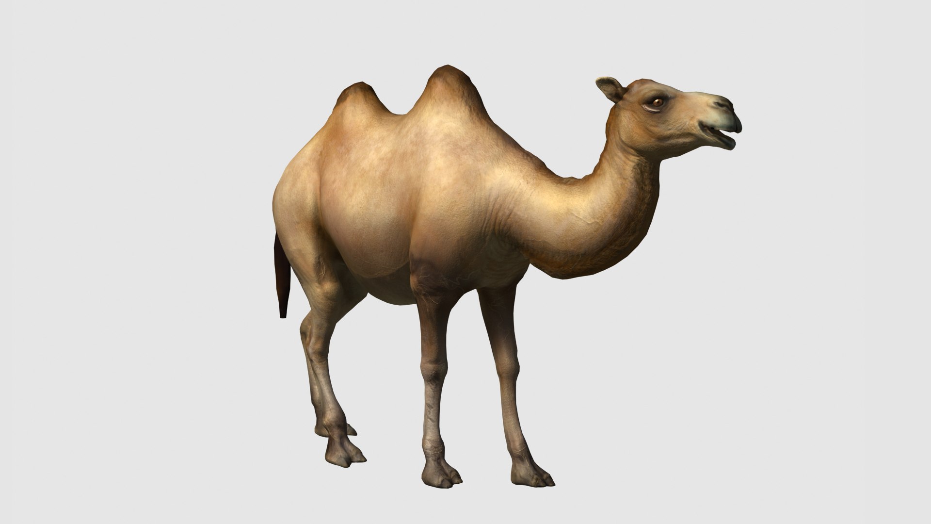 3D camel https://p.turbosquid.com/ts-thumb/Zr/4vPko5/EO/z01/jpg/1705148973/1920x1080/fit_q87/e367f4e1978f4592cbd5207891f48154f648b98d/z01.jpg