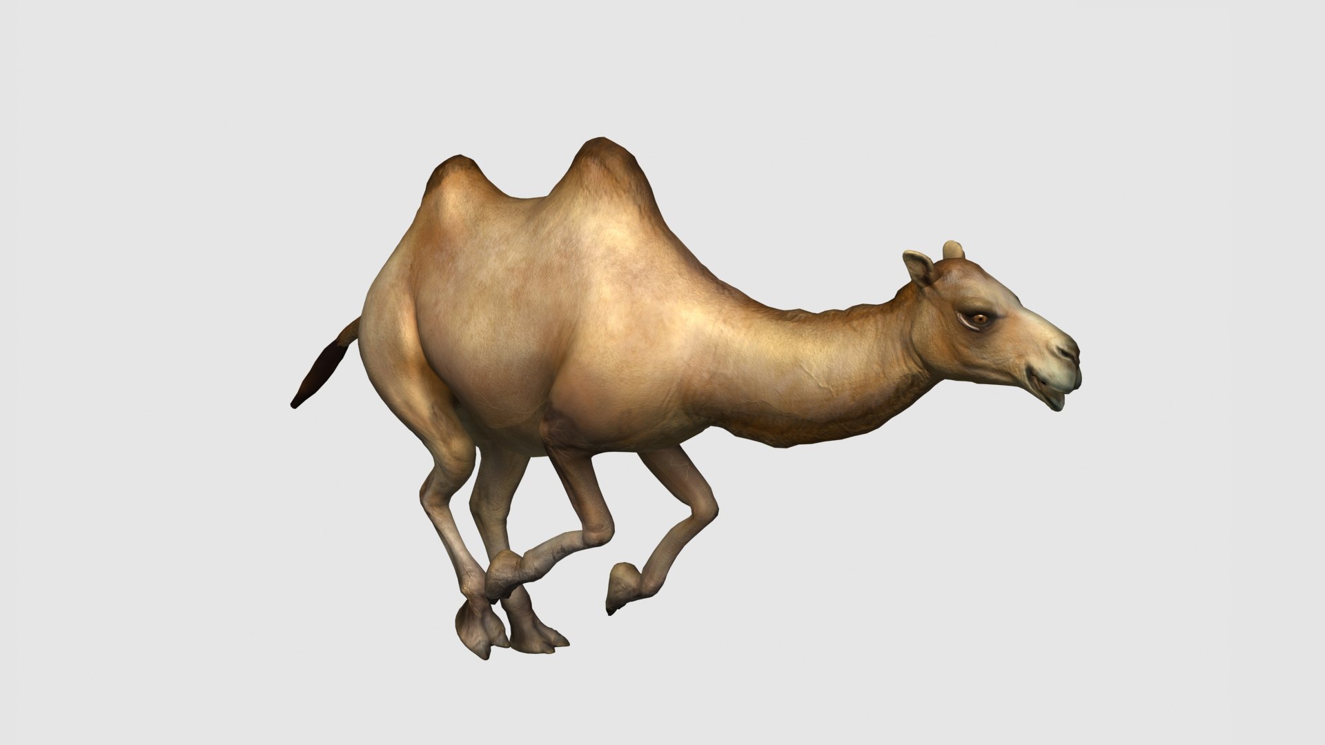 3D camel https://p.turbosquid.com/ts-thumb/Zr/4vPko5/L5/z05/jpg/1705148974/1920x1080/fit_q87/54852f54d403502f965808450b26f1c144174434/z05.jpg