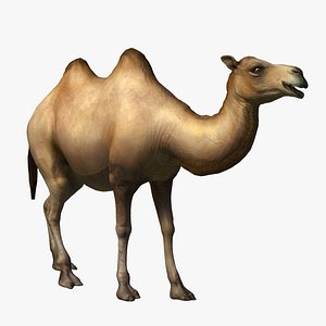 3D camel