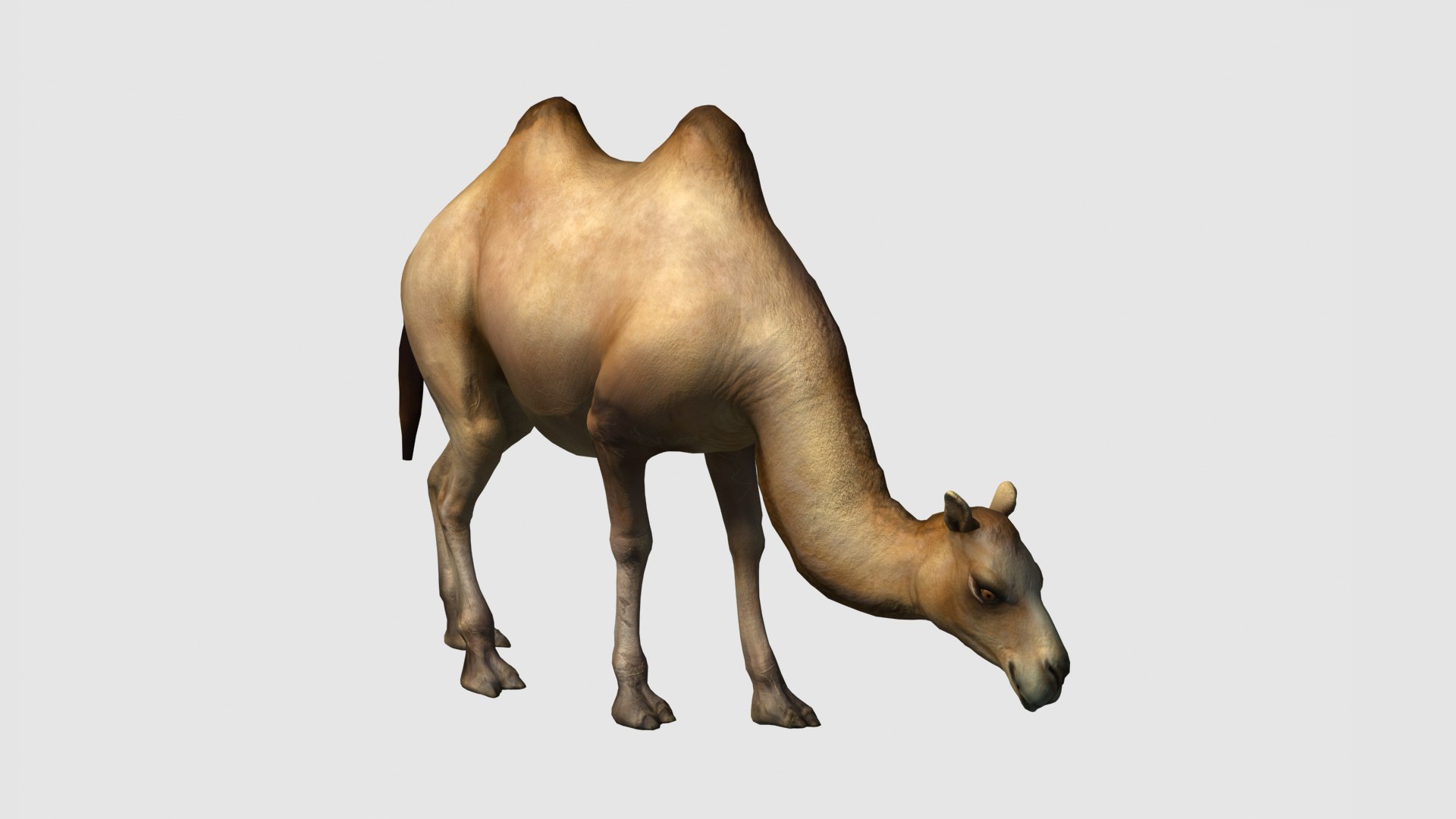 3D camel https://p.turbosquid.com/ts-thumb/Zr/4vPko5/Ro/z02/jpg/1705148974/1920x1080/fit_q87/ec0237c54c085c393f045770d37d30c8c17b9622/z02.jpg