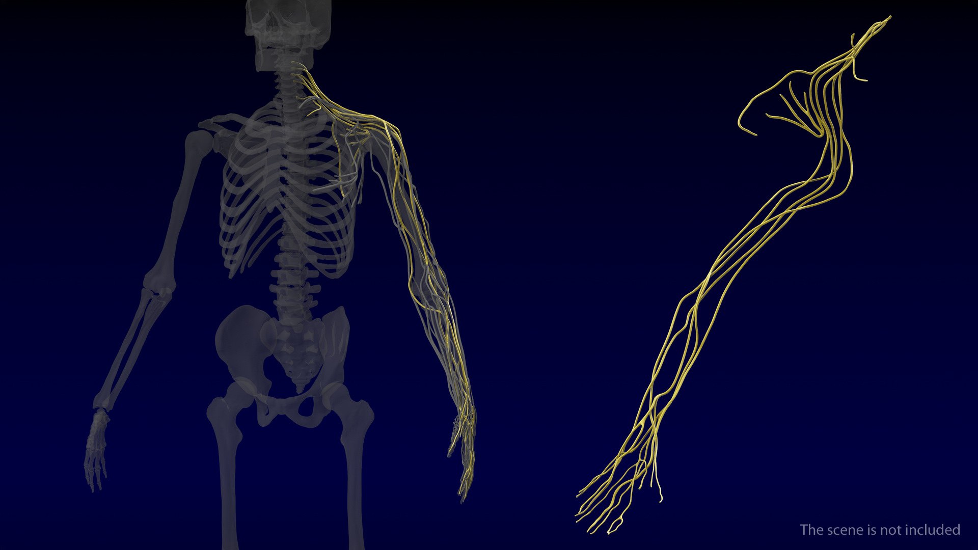 Human Arm Nervous System 3D model preview