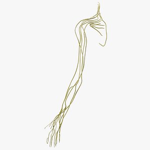 Human Arm Nervous System