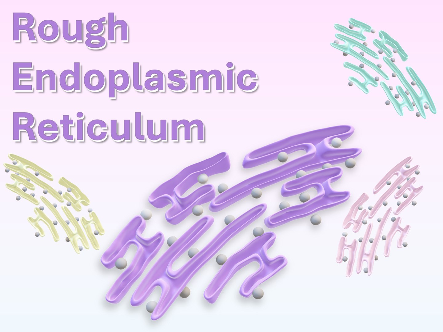 3D Model Endoplasmic Reticulum - TurboSquid 2259993