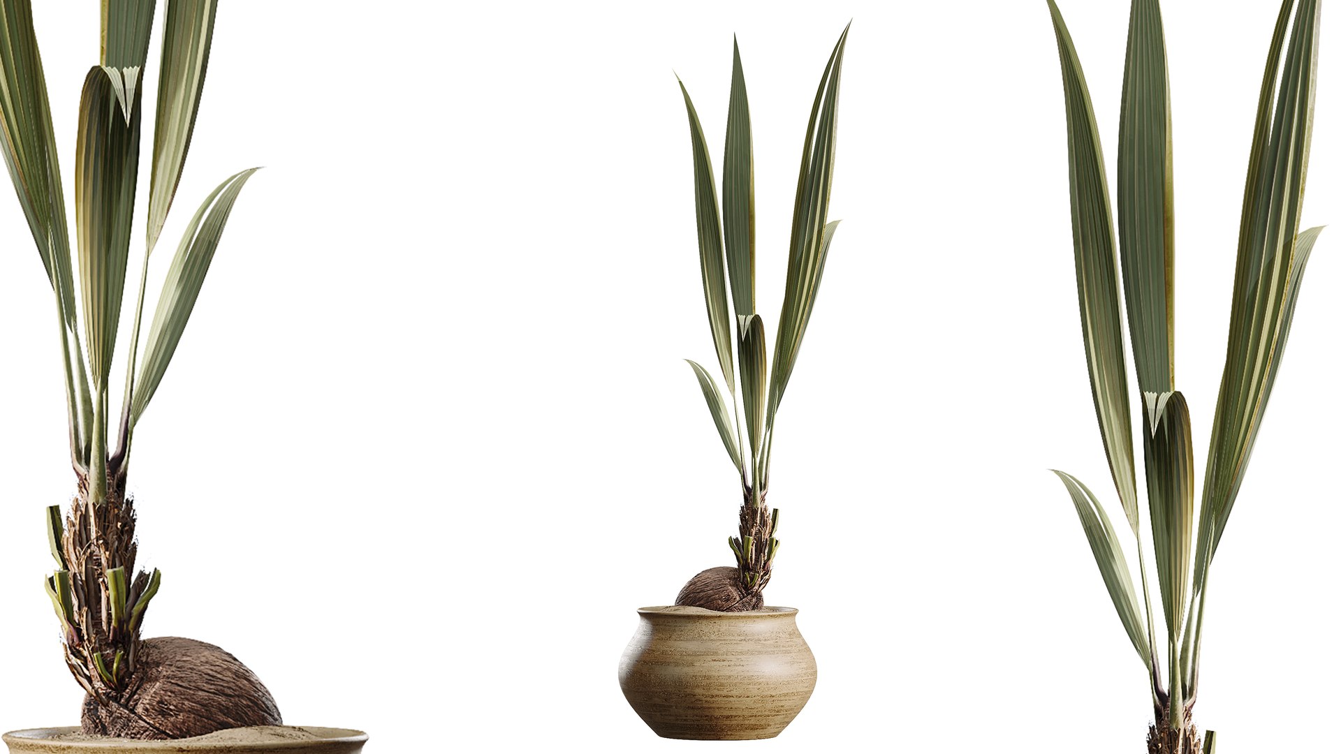 3D AV Indoor Plants Set 493 Coconut Palm Euphorbia Drupifera Olive Banana Briful https://p.turbosquid.com/ts-thumb/Zr/BTHGho/0n/06/png/1784632749/1920x1080/fit_q87/87f66f320fdce132c2fe0b07c96d52c9e3cb6bf1/06.jpg