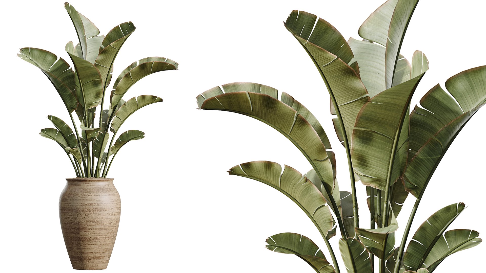 3D AV Indoor Plants Set 493 Coconut Palm Euphorbia Drupifera Olive Banana Briful https://p.turbosquid.com/ts-thumb/Zr/BTHGho/6n/04/png/1784632745/1920x1080/fit_q87/651225d195c98eabe7daa657e0fb45f0cf79f1a5/04.jpg
