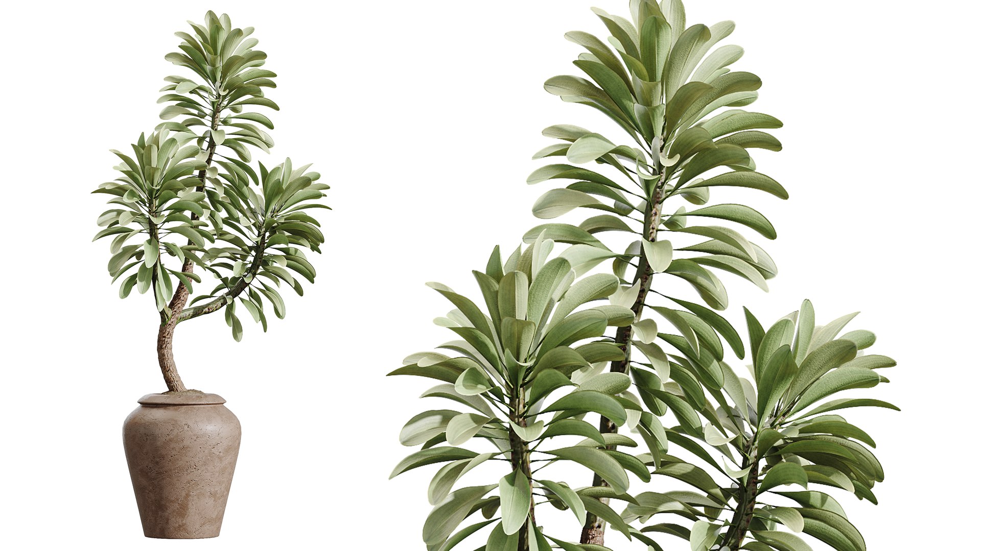 3D AV Indoor Plants Set 493 Coconut Palm Euphorbia Drupifera Olive Banana Briful https://p.turbosquid.com/ts-thumb/Zr/BTHGho/BU/03/png/1784632742/1920x1080/fit_q87/7f8b1d0c4abadfa2aaa833d30b422709b930b85c/03.jpg