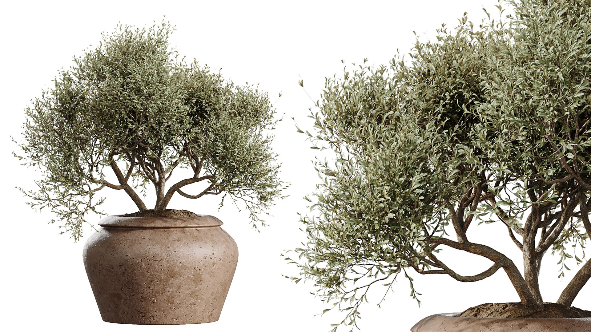 3D AV Indoor Plants Set 493 Coconut Palm Euphorbia Drupifera Olive Banana Briful https://p.turbosquid.com/ts-thumb/Zr/BTHGho/QB/02/png/1784632741/1920x1080/fit_q87/924b2480a38b98cb0c5e09be9700cada570a4e11/02.jpg