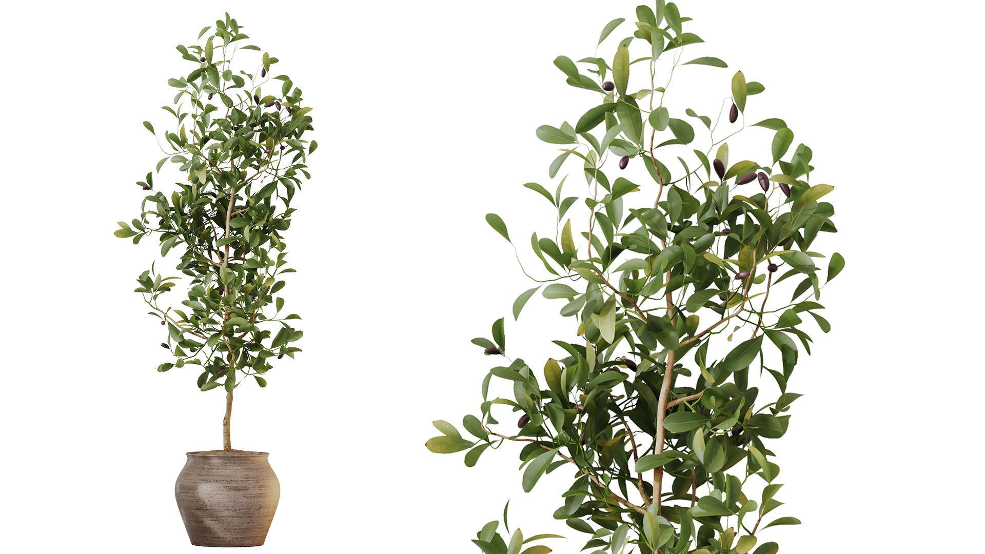 3D AV Indoor Plants Set 493 Coconut Palm Euphorbia Drupifera Olive Banana Briful https://p.turbosquid.com/ts-thumb/Zr/BTHGho/Y0/05/png/1784632748/1920x1080/fit_q87/335c9b1093a84d0c2224f8ea78a9e654cb444c0e/05.jpg