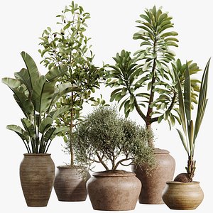 3D AV Indoor Plants Set 493 Coconut Palm Euphorbia Drupifera Olive Banana Briful