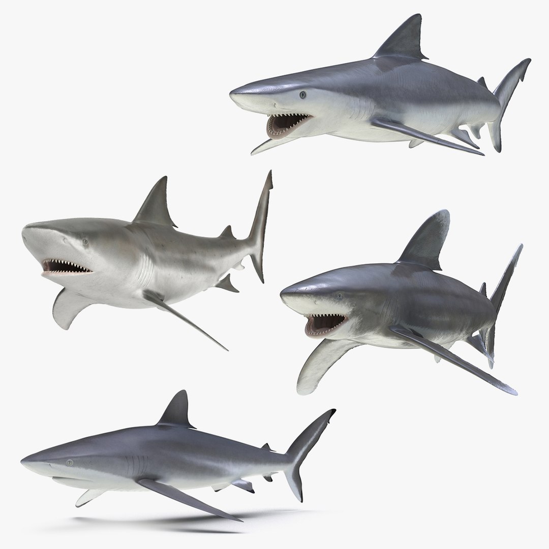Rigged Sharks 4 Model - TurboSquid 1514074
