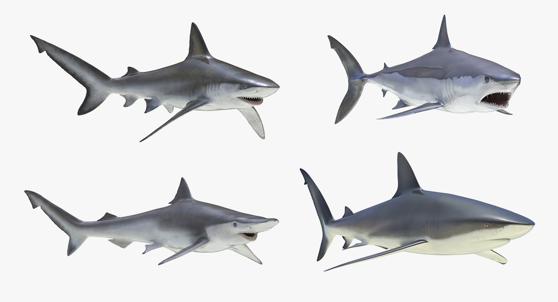 Sharks Rigged Collection 4 for Maya 3D model preview