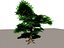 deciduous