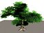 deciduous