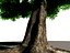 deciduous