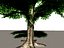 deciduous