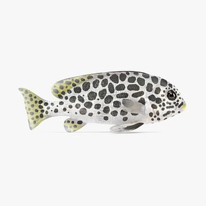 Andaman Sweetlips