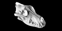 Wolf skull scan