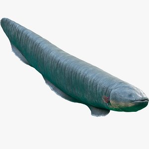 electrophorus electricus 3D model