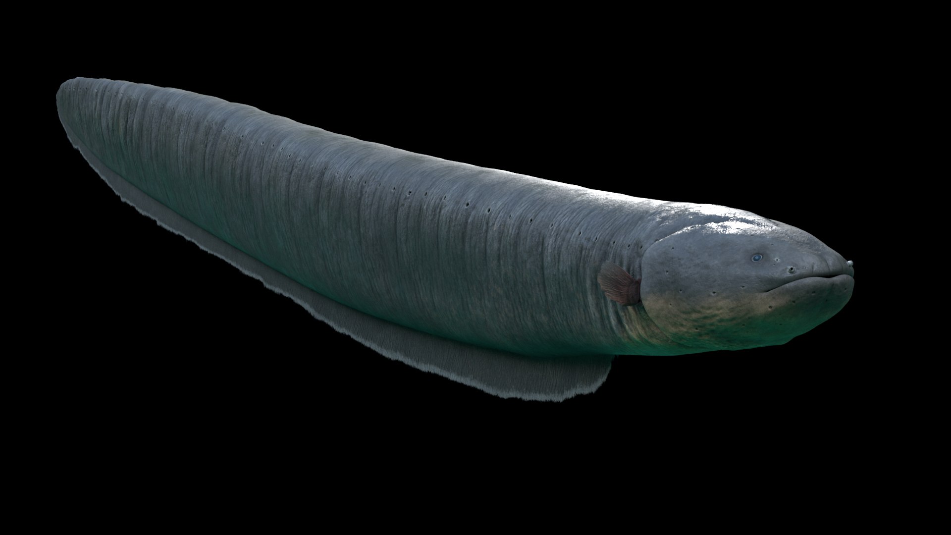Electrophorus Electricus 3D Model - TurboSquid 1337101