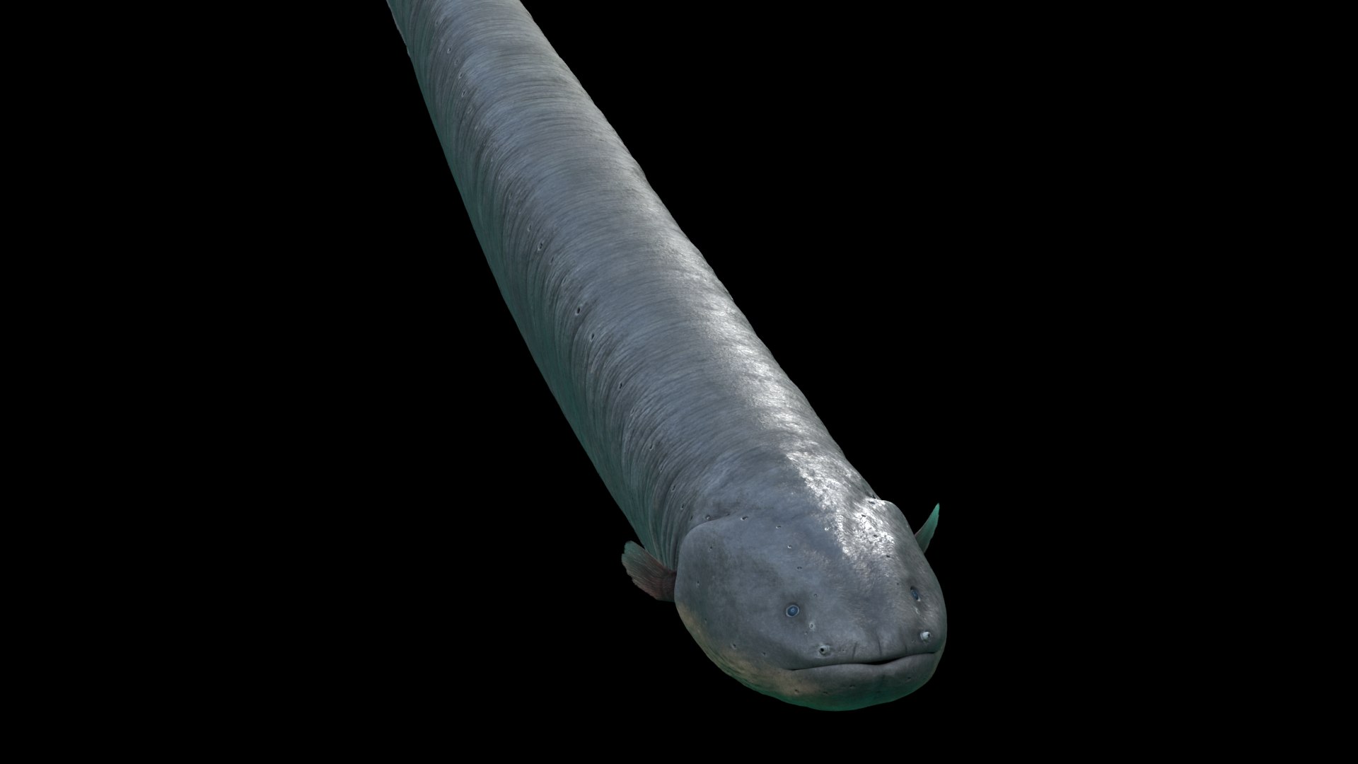 Electrophorus Electricus 3D Model - TurboSquid 1337101