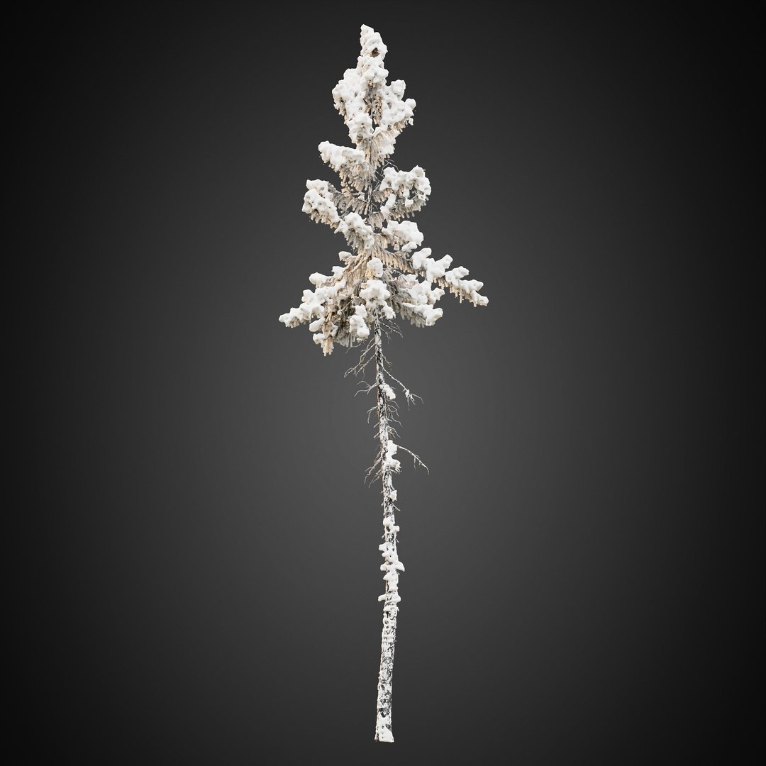 3D HeliosVegetation vol9  Winter Norway Spruce https://p.turbosquid.com/ts-thumb/Zr/asJSKU/0G/chvol9_15/jpg/1635696650/1920x1080/fit_q87/53d94ab6e1c3b886998a8af38fe0627e25e0f29d/chvol9_15.jpg