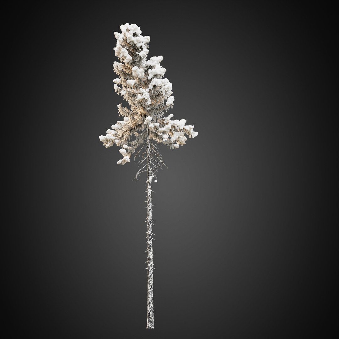 3D HeliosVegetation vol9  Winter Norway Spruce https://p.turbosquid.com/ts-thumb/Zr/asJSKU/78/chvol9_13/jpg/1635696694/1920x1080/fit_q87/2e579d3ec29add08cbdd18787c6069820d806d20/chvol9_13.jpg