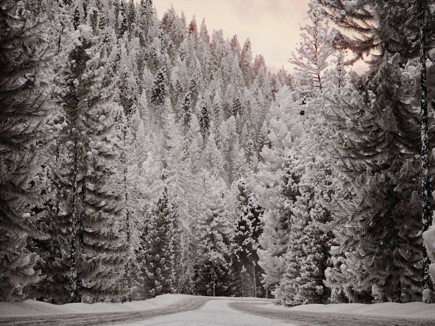 3D HeliosVegetation vol9  Winter Norway Spruce https://p.turbosquid.com/ts-thumb/Zr/asJSKU/J4/chvol9_art2/jpg/1635696794/1920x1080/fit_q87/3c0173dd335bdcab9326360c7458123619e88abf/chvol9_art2.jpg