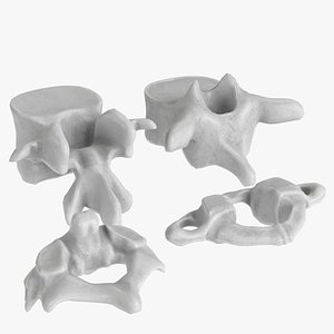 3D human vertebrae set
