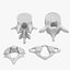 3D human vertebrae set