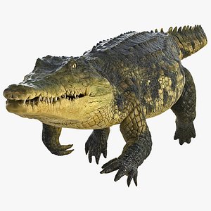 3D crocodile swiming animal rigged