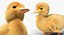 3D chick duckling
