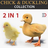 Chick and Duckling 3D Models Collection