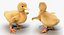 3D chick duckling