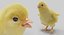 3D chick duckling