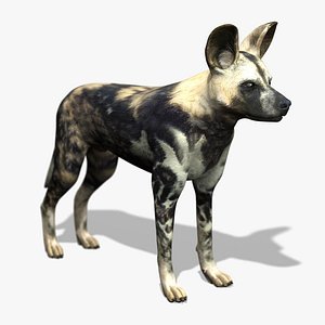 3d model realistic african wild dog