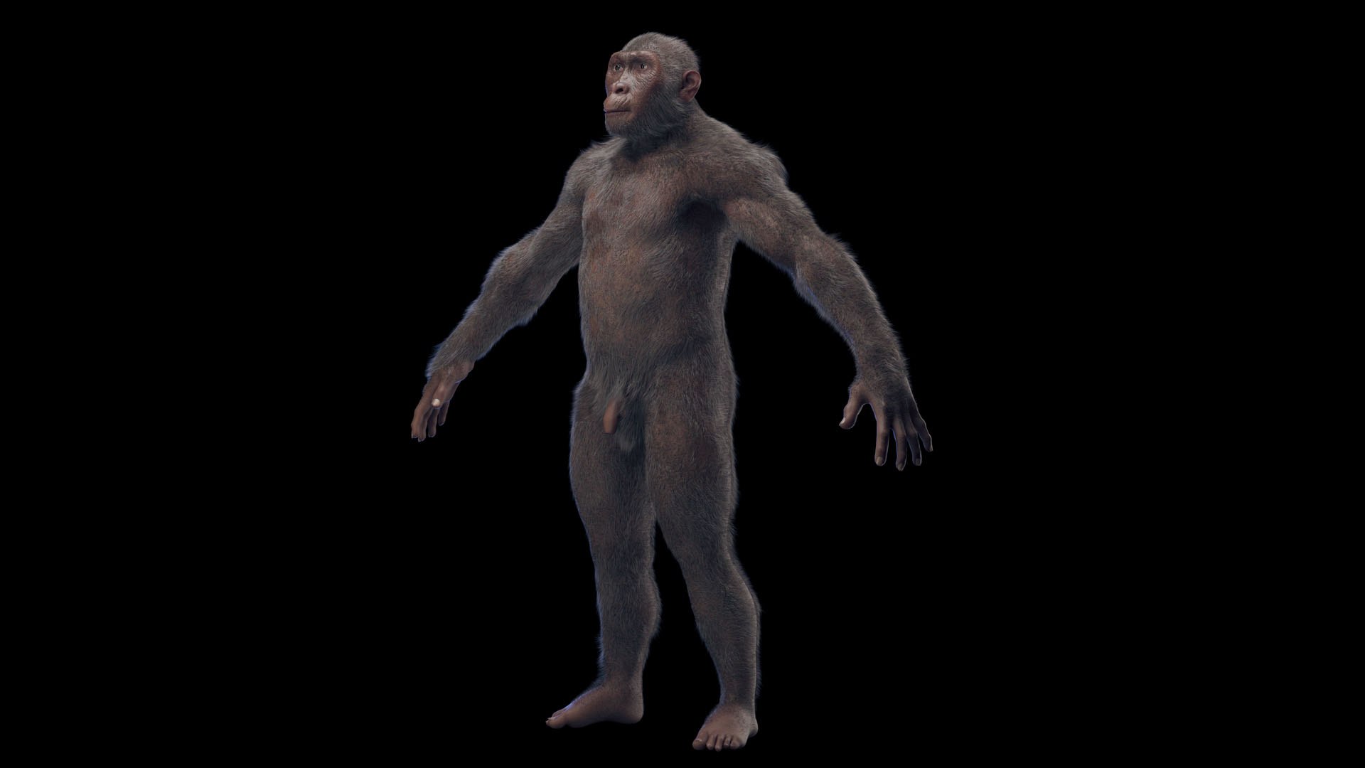 アウストラロピテクス·アフリカヌス実物大模型 290点を超えるアウストラロピテクス 写真のストックフォト、写真