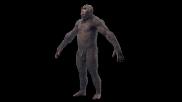 アウストラロピテクス・アファレンシス 雄3Dモデル - TurboSquid