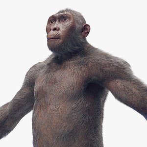 Australopithecus Afarensis Male