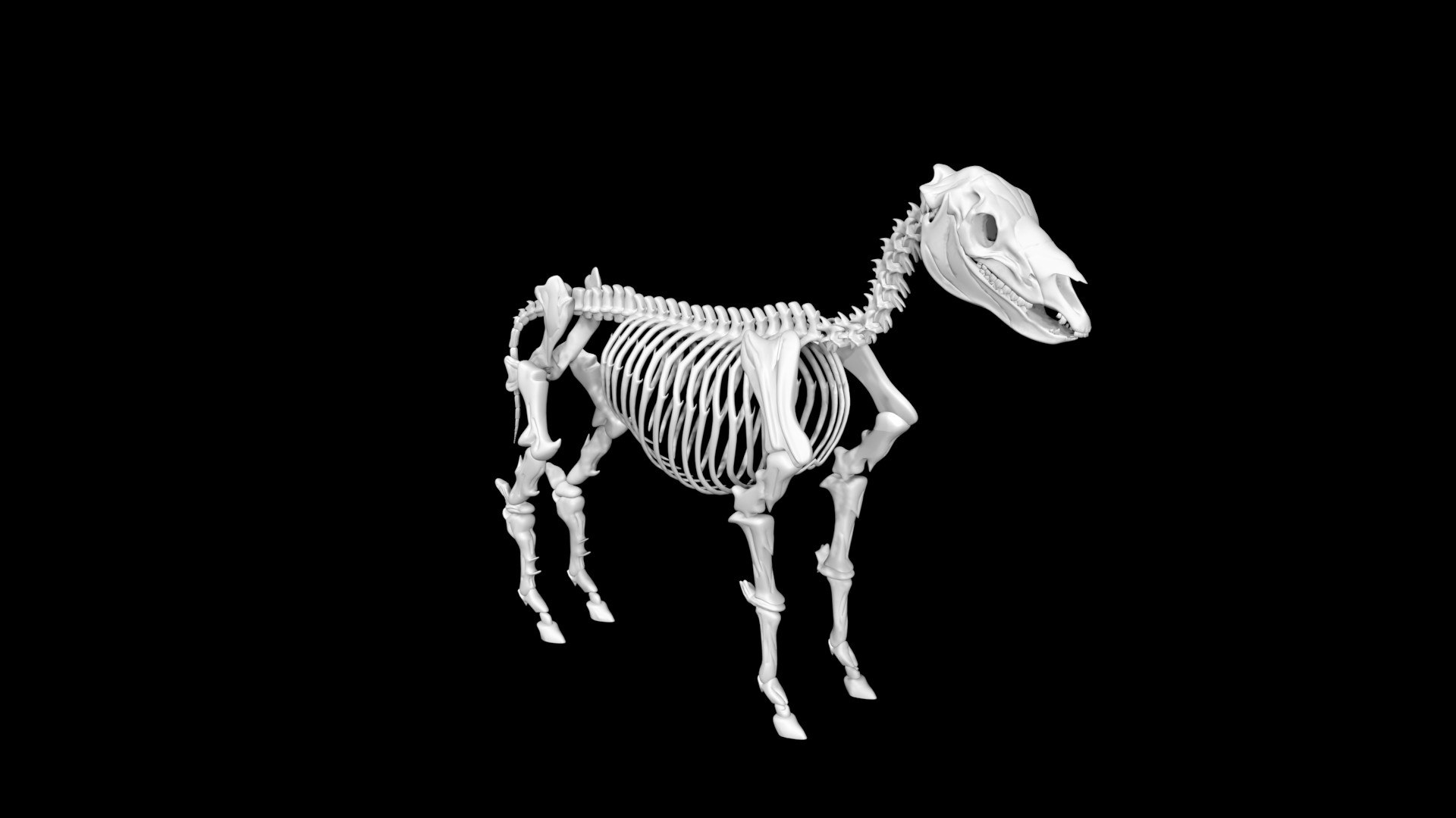 Zebra Skeleton 3D Model - TurboSquid 1887433