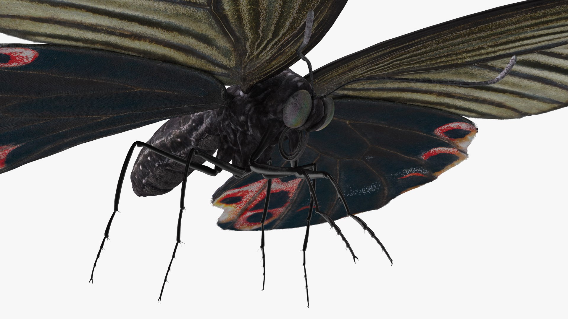 Papilio Protenor Butterfly Female model https://p.turbosquid.com/ts-thumb/Zs/F80qNR/9s/papilioprotenorbutterflyfemalec4dmodel010/jpg/1631081726/1920x1080/fit_q87/417d30bd83e8d1d62b02d19a342106de92133a18/papilioprotenorbutterflyfemalec4dmodel010.jpg
