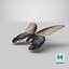 Papilio Protenor Papillon Femelle