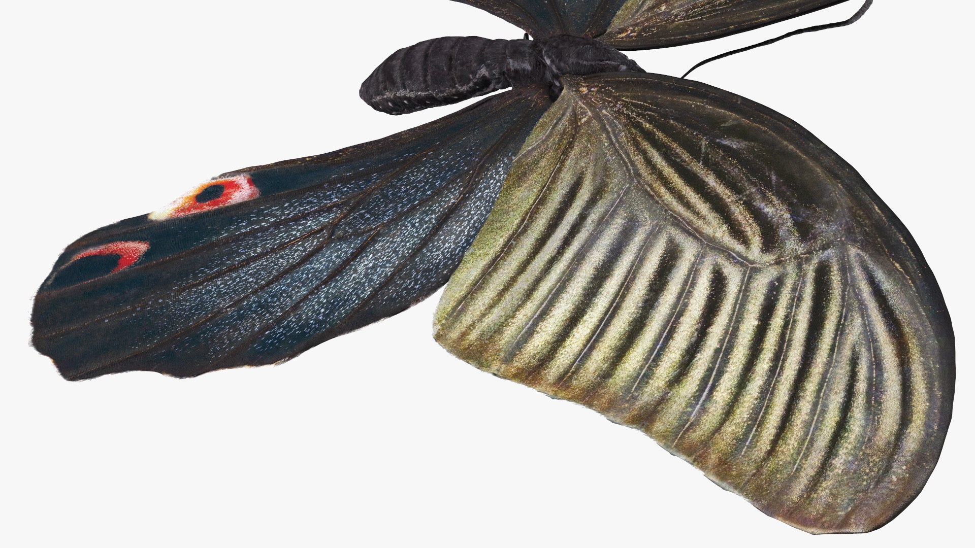 Papilio Protenor Butterfly Female model https://p.turbosquid.com/ts-thumb/Zs/F80qNR/D5/papilioprotenorbutterflyfemalec4dmodel013/jpg/1631081735/1920x1080/fit_q87/c42efd07356846002e28b3215824b71068f6b047/papilioprotenorbutterflyfemalec4dmodel013.jpg