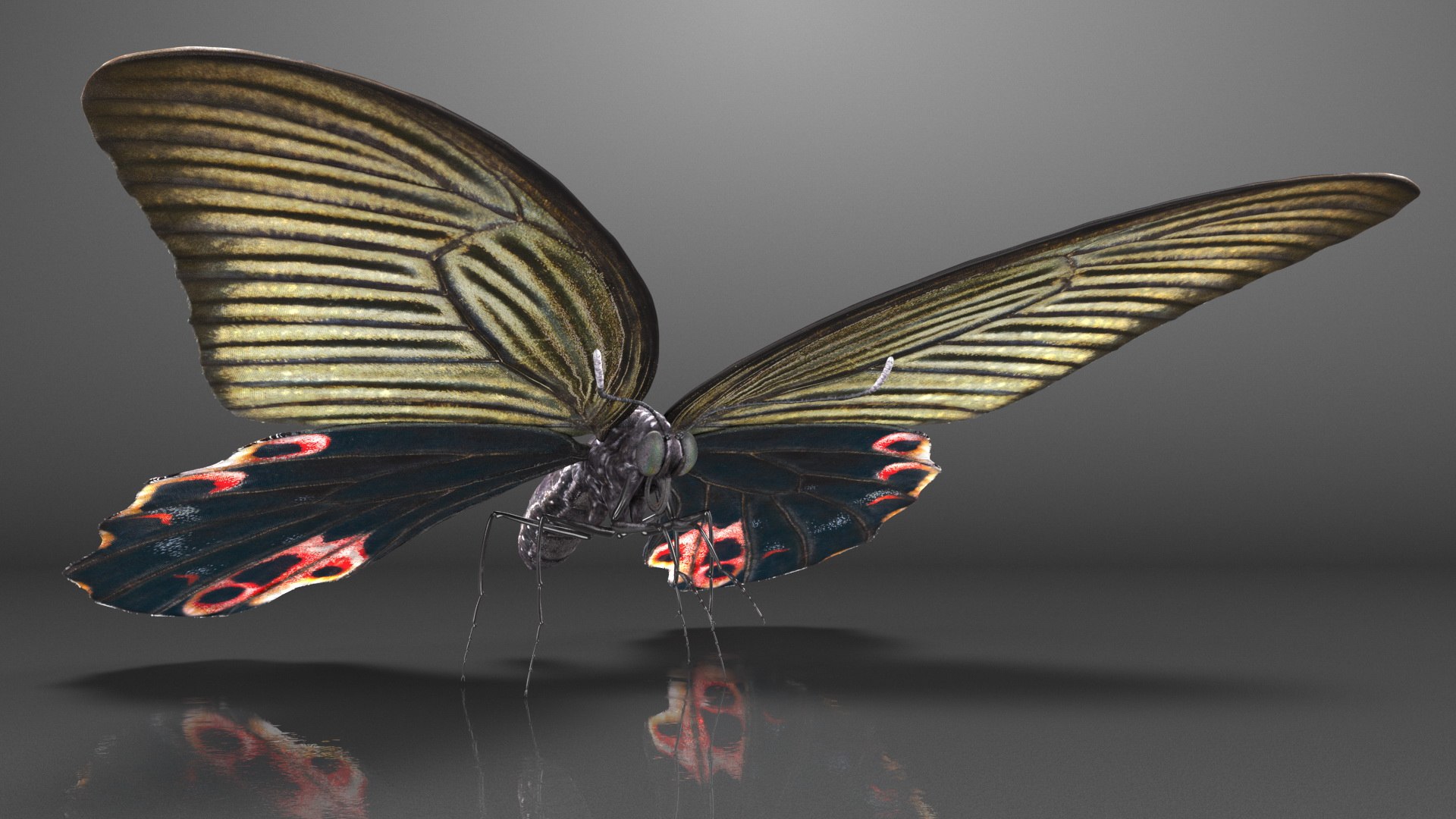 Papilio Protenor Butterfly Female model https://p.turbosquid.com/ts-thumb/Zs/F80qNR/Ev/papilioprotenorbutterflyfemalec4dmodel016/jpg/1631081744/1920x1080/fit_q87/8e35fb30c4e9507f2669f6f8e41153f6390eebc6/papilioprotenorbutterflyfemalec4dmodel016.jpg