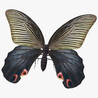 Papilio Protenor Butterfly Female