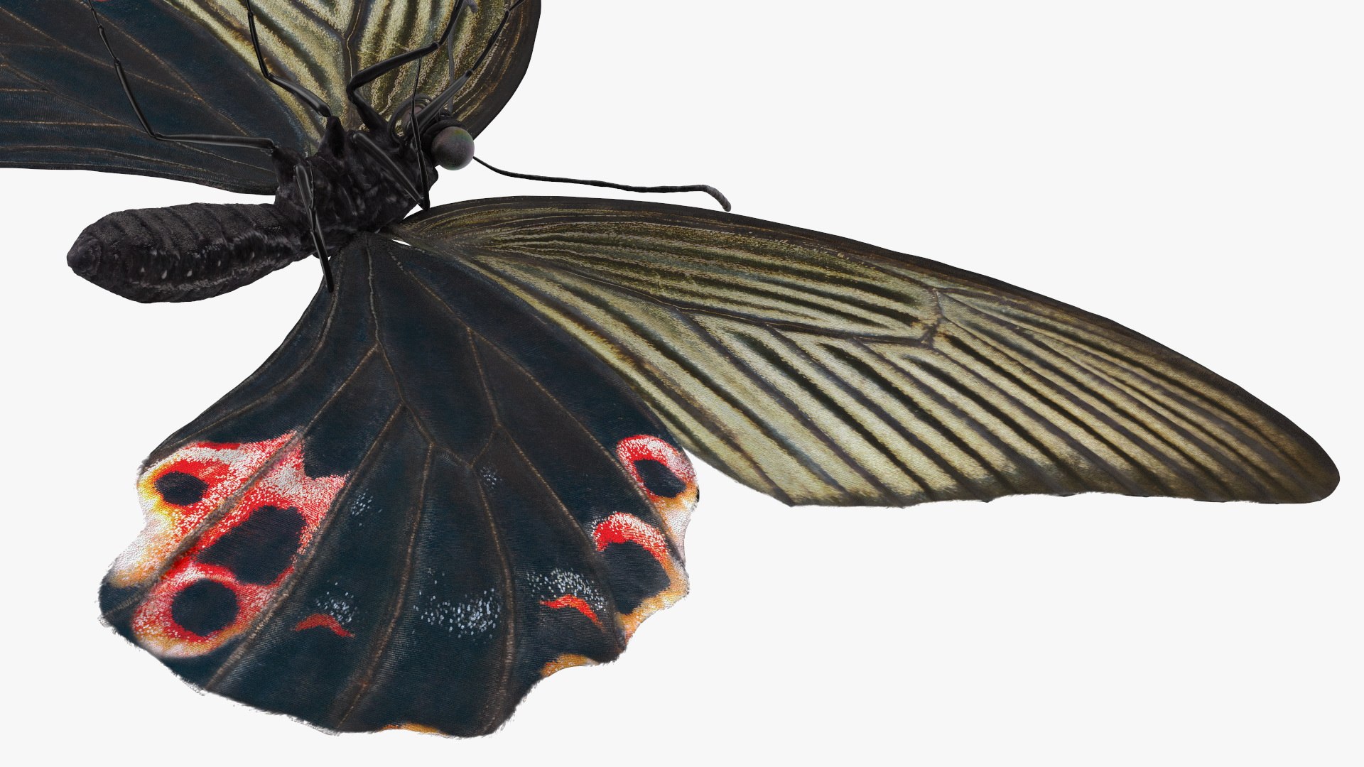 Papilio Protenor Butterfly Female model https://p.turbosquid.com/ts-thumb/Zs/F80qNR/MA/papilioprotenorbutterflyfemalec4dmodel014/jpg/1631081738/1920x1080/fit_q87/4e7b32cc7b74dea16a33025cfca97a27d72bf48a/papilioprotenorbutterflyfemalec4dmodel014.jpg