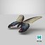 Papilio Protenor Papillon Femelle