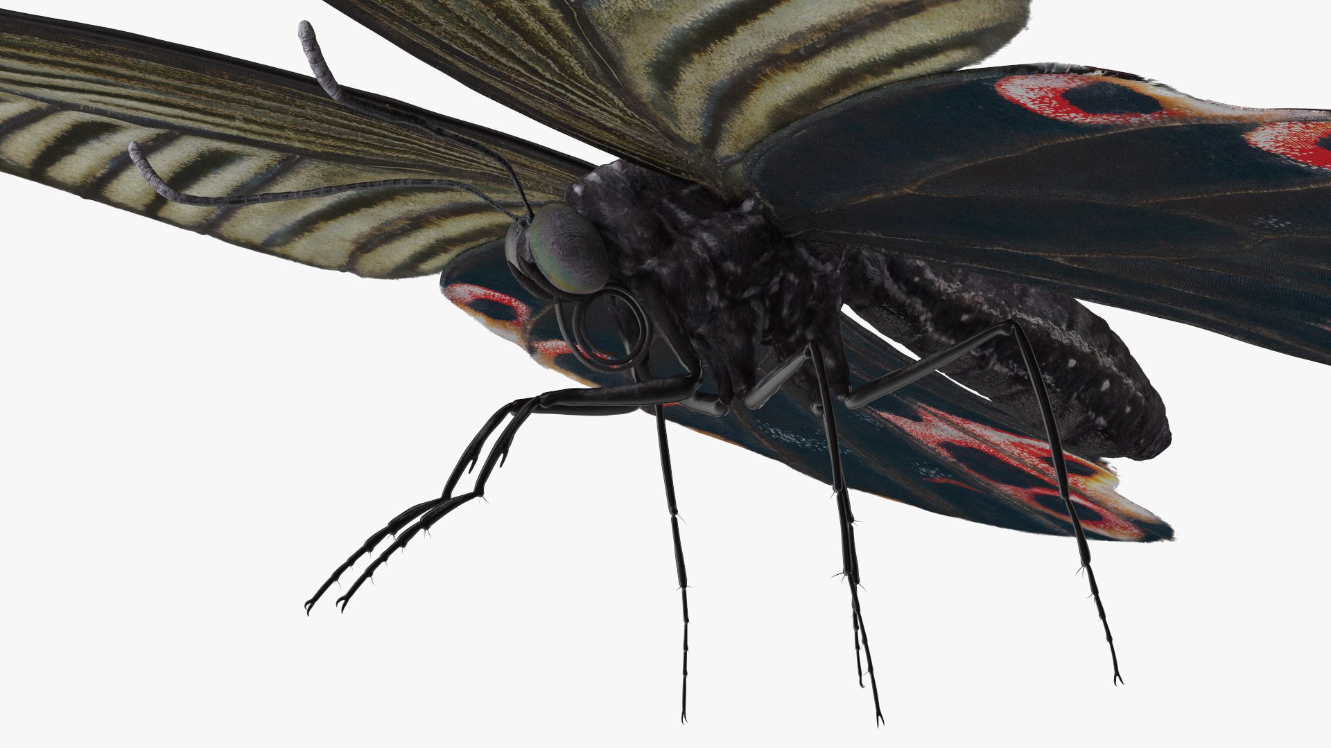 Papilio Protenor Butterfly Female model https://p.turbosquid.com/ts-thumb/Zs/F80qNR/OB/papilioprotenorbutterflyfemalec4dmodel011/jpg/1631081729/1920x1080/fit_q87/f3a3b045cfc01b1785df471d130bec71c3fe121f/papilioprotenorbutterflyfemalec4dmodel011.jpg